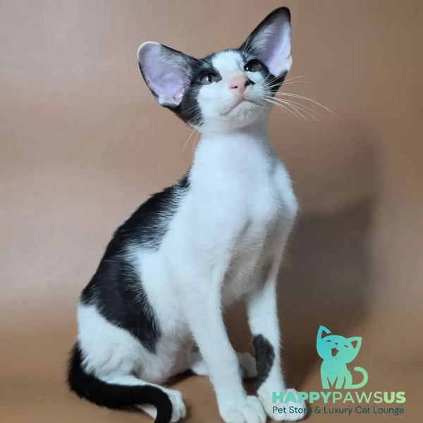 Asher Oriental Shorthair male black bicolour - live animals