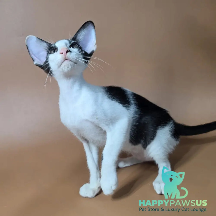 Asher Oriental Shorthair male black bicolour - live animals