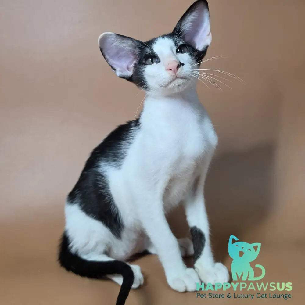 Asher Oriental Shorthair male black bicolour - live animals