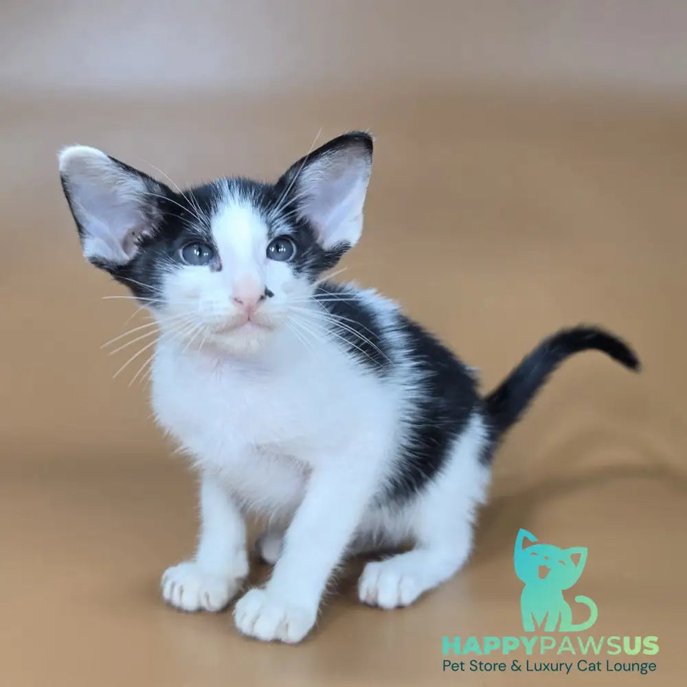 Asher Oriental Shorthair male black bicolour - live animals