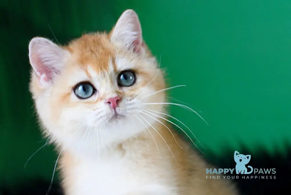 Ashley British Shorthair female black golden shaded live animals