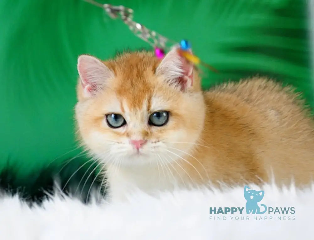 Ashley British Shorthair female black golden shaded live animals