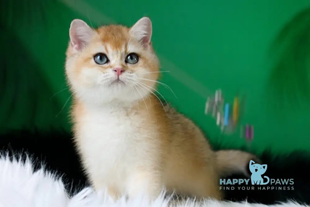 Ashley British Shorthair female black golden shaded live animals