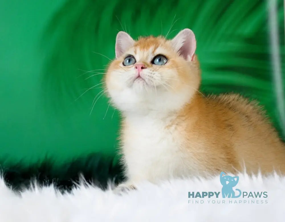 Ashley British Shorthair female black golden shaded live animals