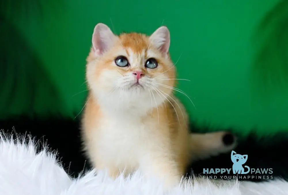 Ashley British Shorthair female black golden shaded live animals