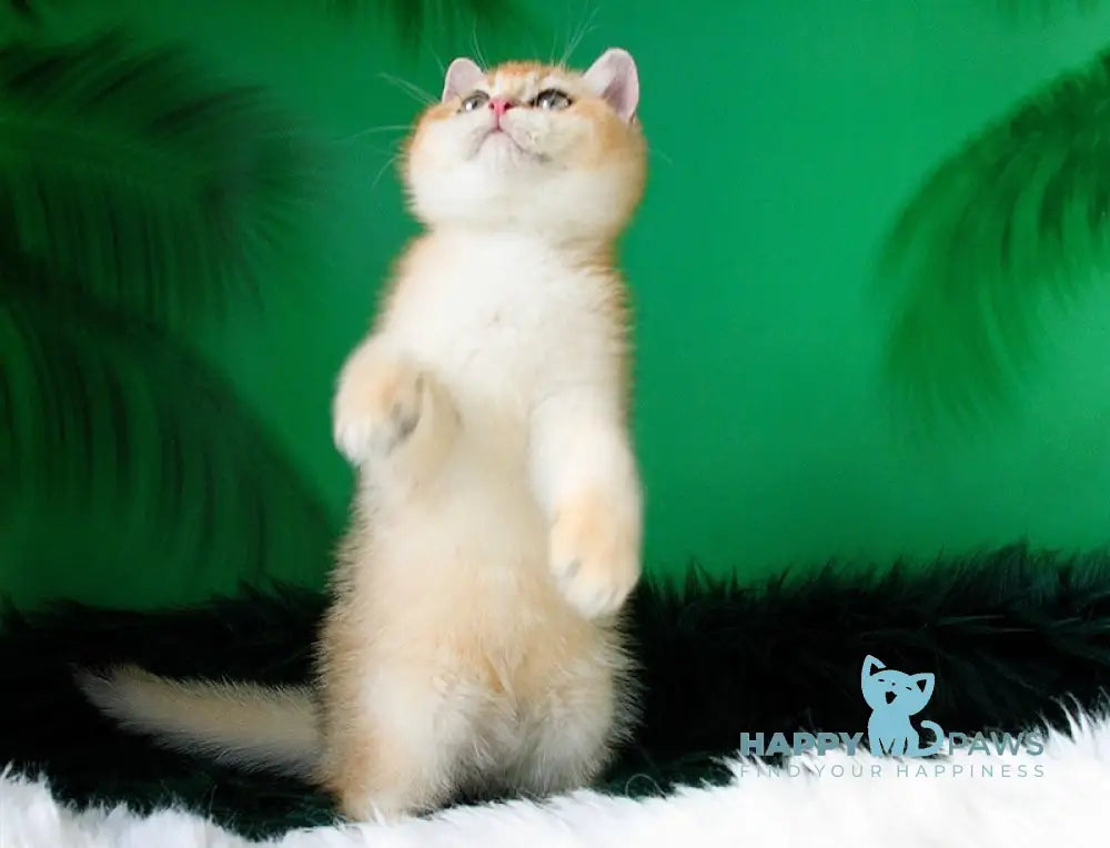 Ashley British Shorthair female black golden shaded live animals