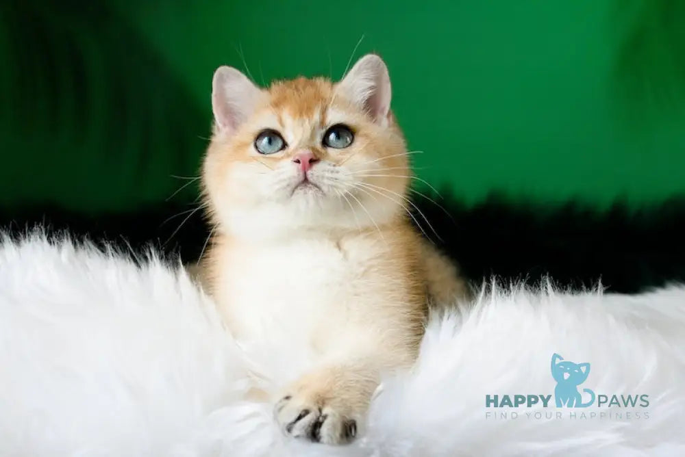 Ashley British Shorthair female black golden shaded live animals