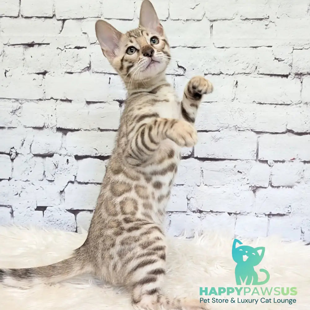 Ashton Bengal male black silver spotted tabby pointed - live animals