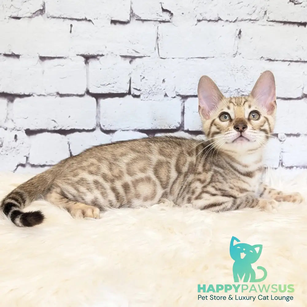 Ashton Bengal male black silver spotted tabby pointed - live animals