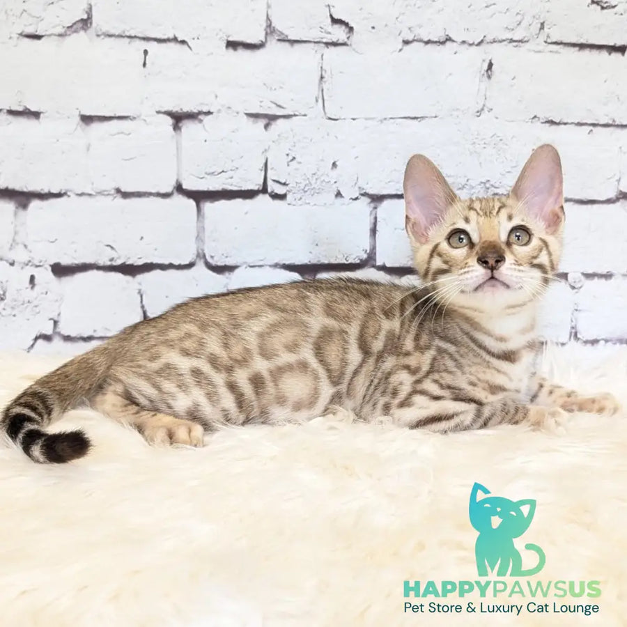 Ashton Bengal male black silver spotted tabby pointed - live animals