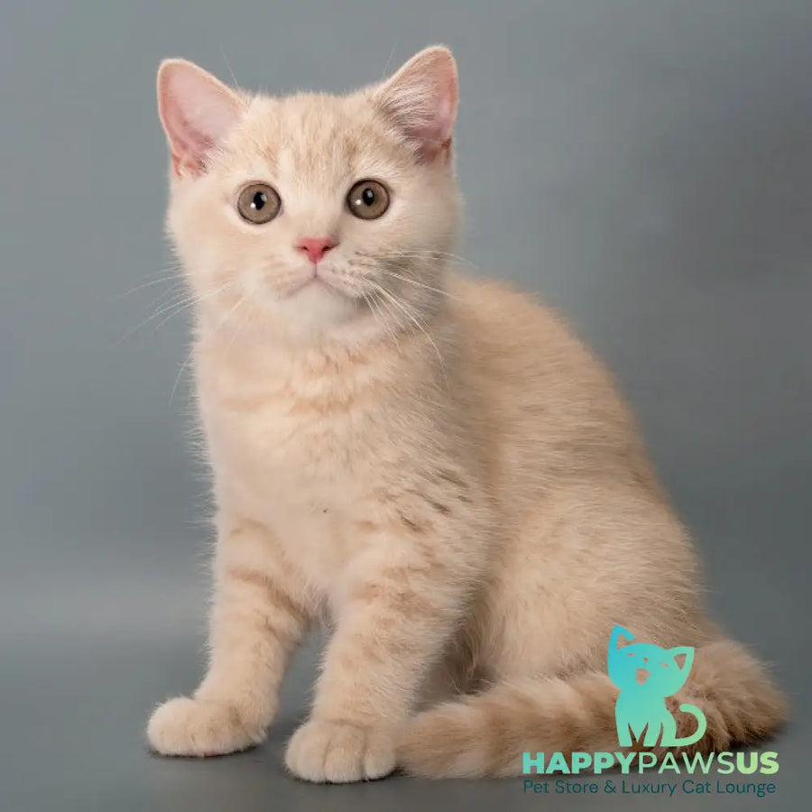 Asia British Shorthair female cream - live animals