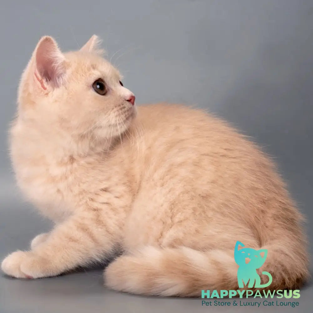 Asia British Shorthair female cream - live animals