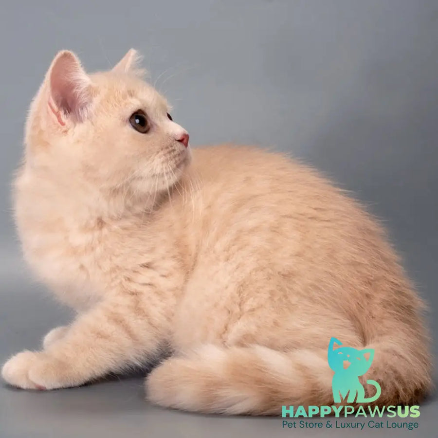 Asia British Shorthair female cream - live animals