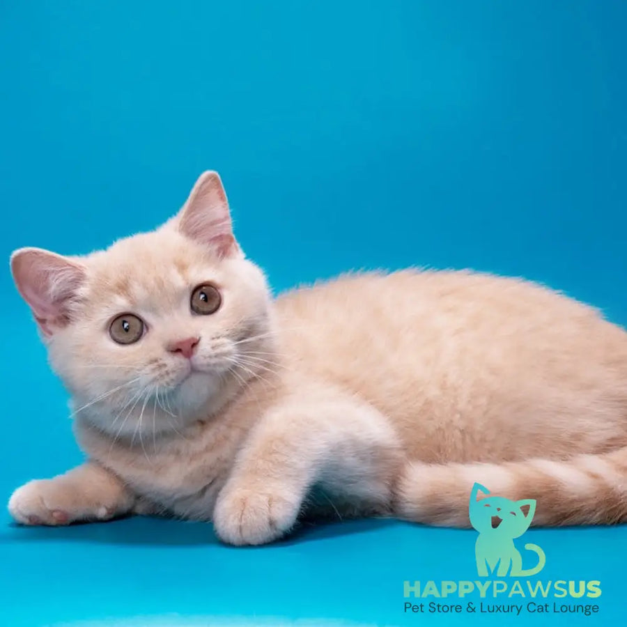 Asia British Shorthair female cream - live animals