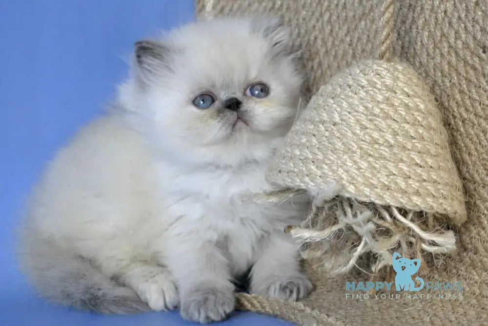 Asia Persian female cream pointed live animals