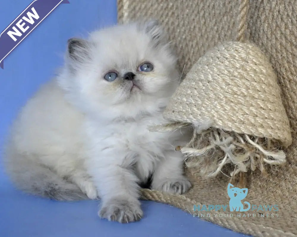 Asia Persian female cream pointed live animals