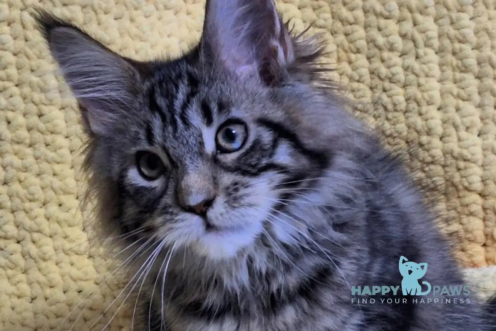 Asja Maine Coon polydactyl female black tabby with white live animals