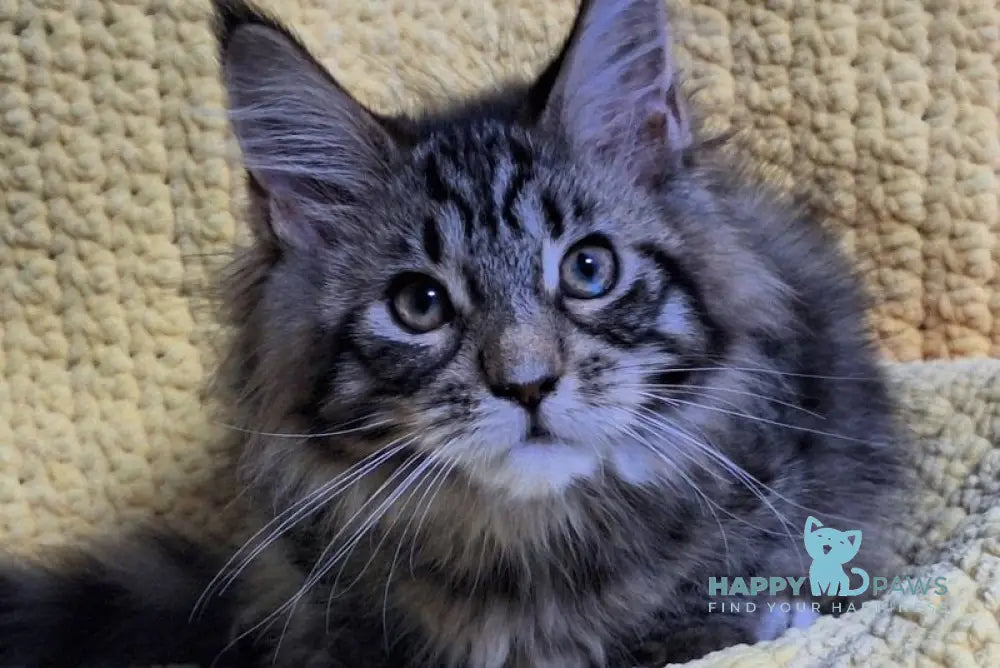 Asja Maine Coon polydactyl female black tabby with white live animals