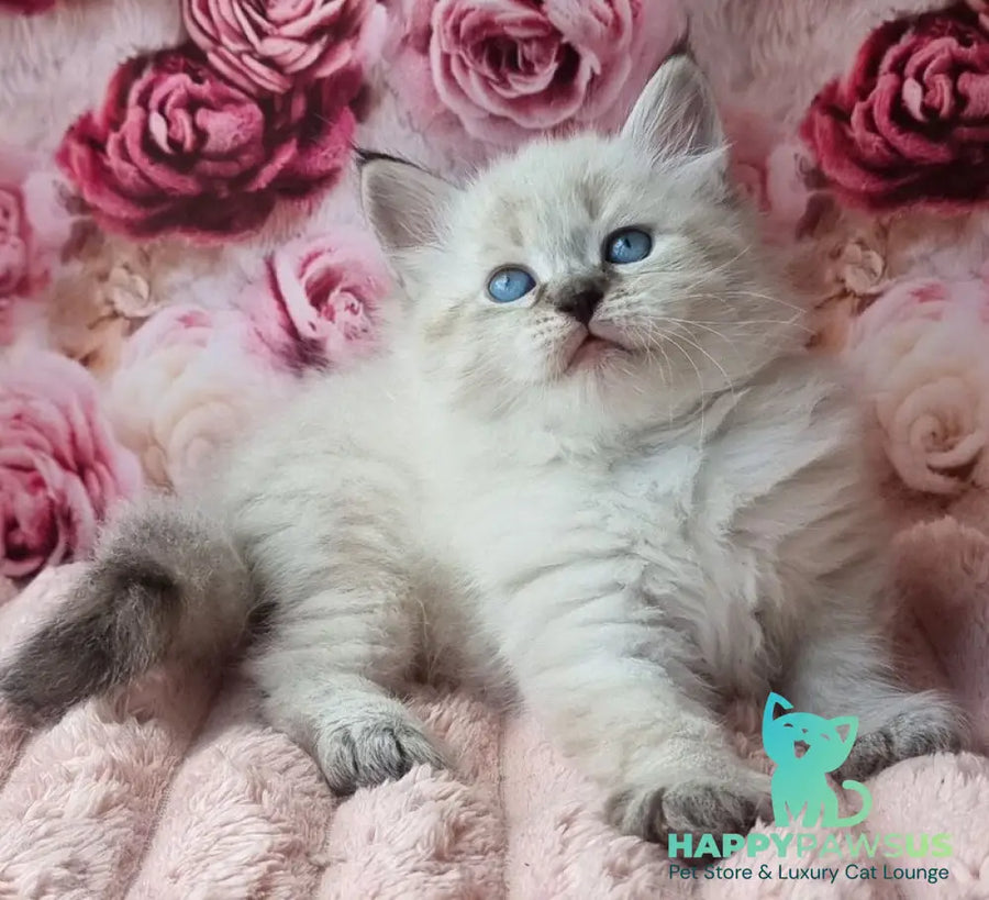 Askold Siberian male black tabby pointed - live animals