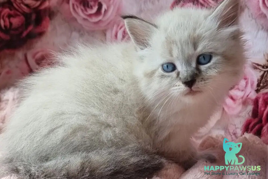 Askold Siberian male black tabby pointed - live animals