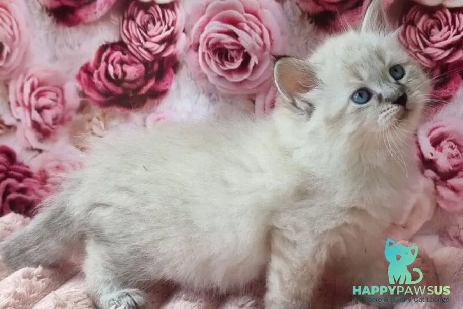 Askold Siberian male black tabby pointed - live animals