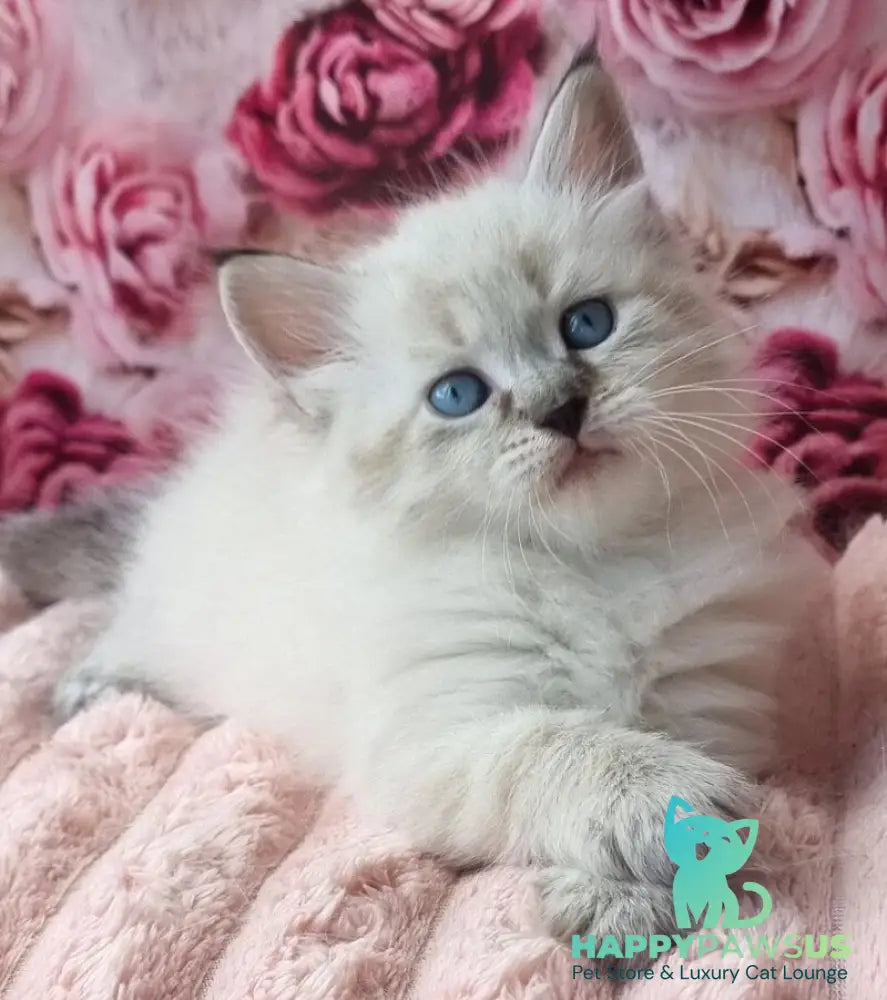 Askold Siberian male black tabby pointed - live animals