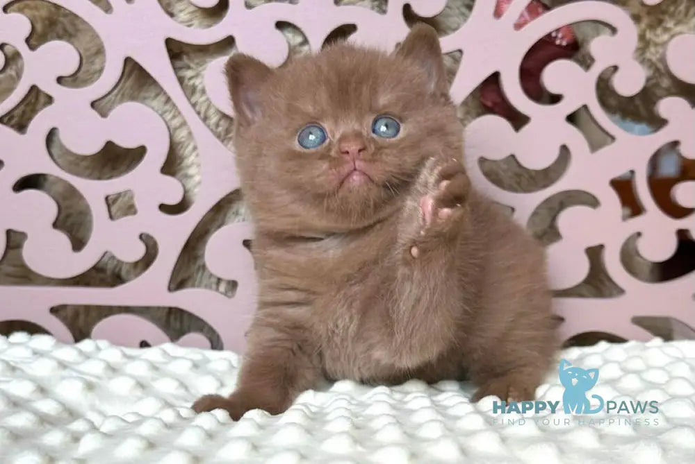 Aslan British Shorthair male cinnamon live animals