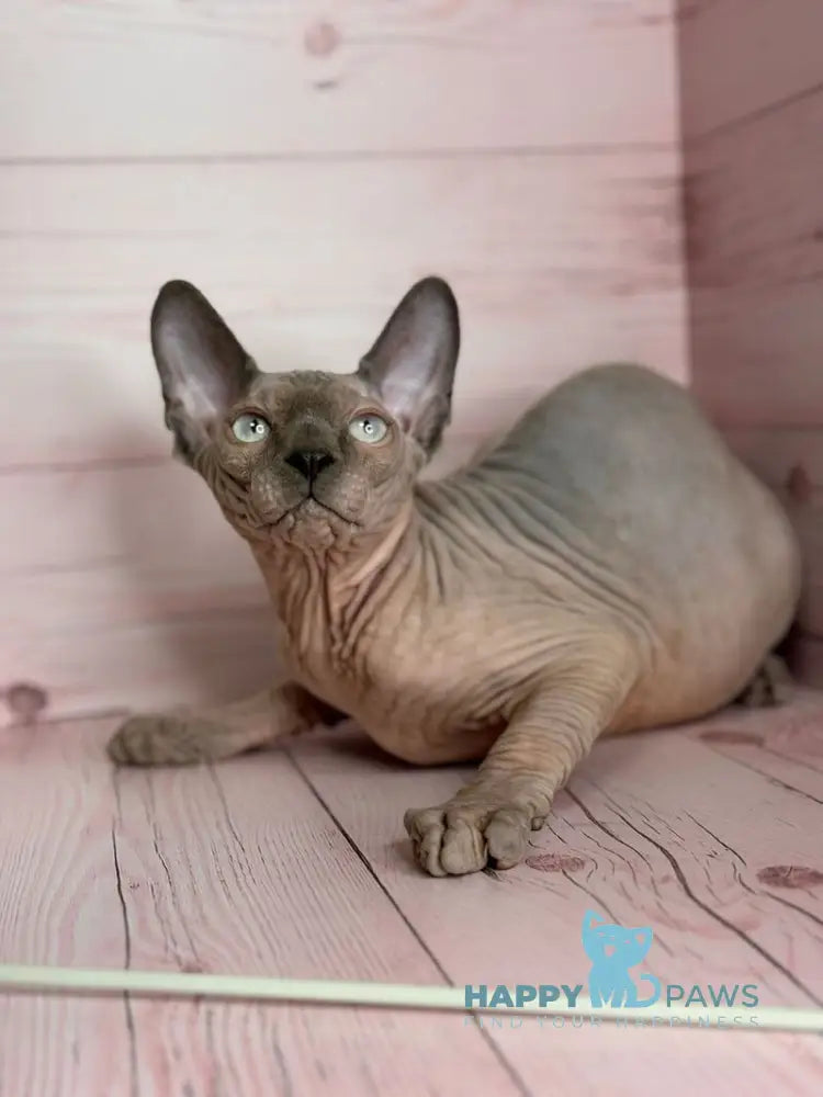 Aslan Canadian Sphynx male blue pointed live animals