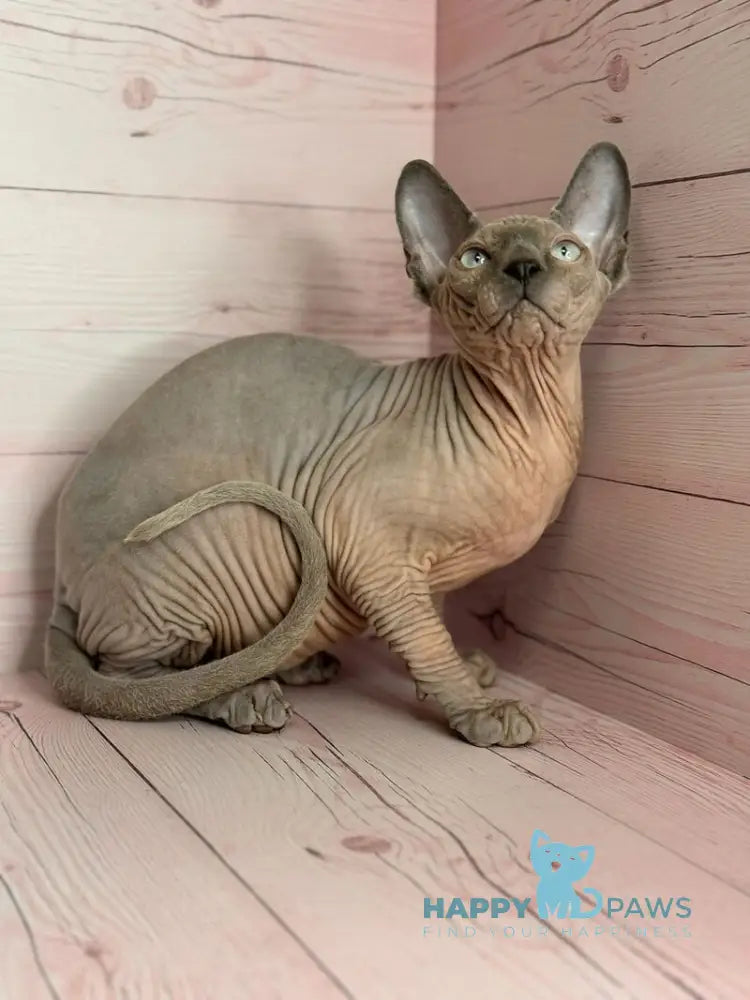 Aslan Canadian Sphynx male blue pointed live animals
