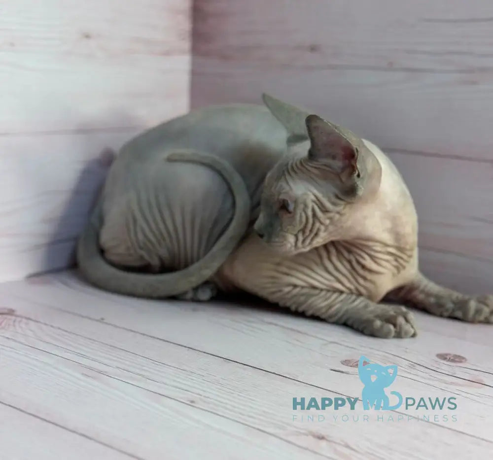 Aslan Canadian Sphynx male blue pointed live animals