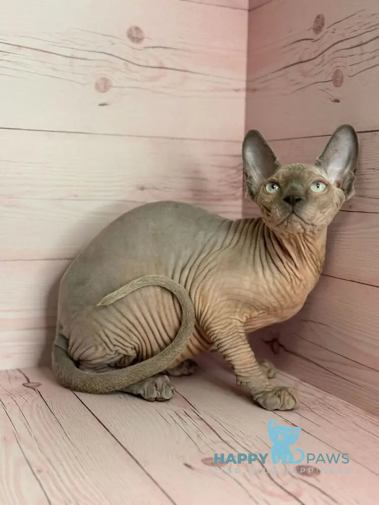 Aslan Canadian Sphynx male blue pointed live animals