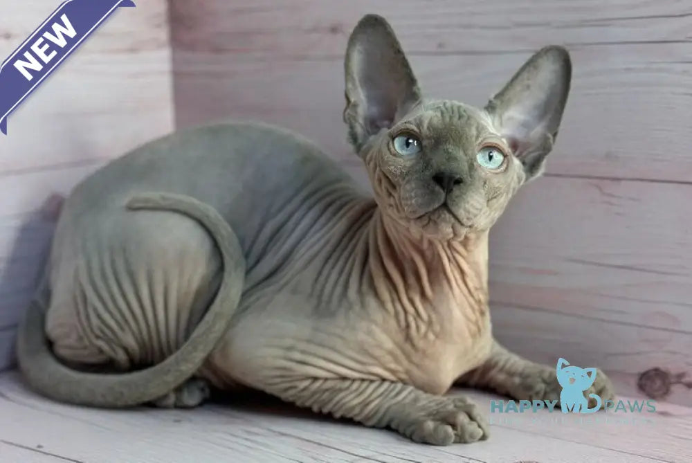 Aslan Canadian Sphynx male blue pointed live animals