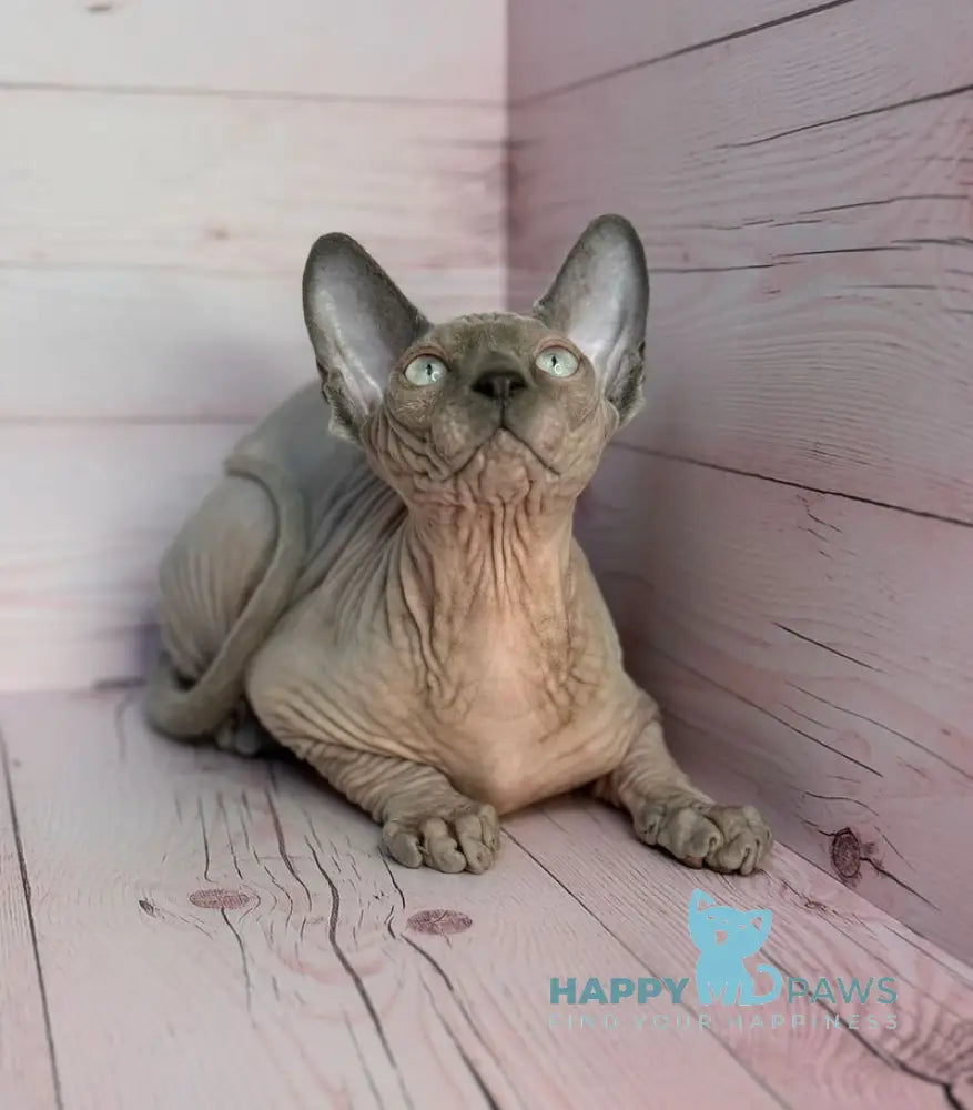 Aslan Canadian Sphynx male blue pointed live animals