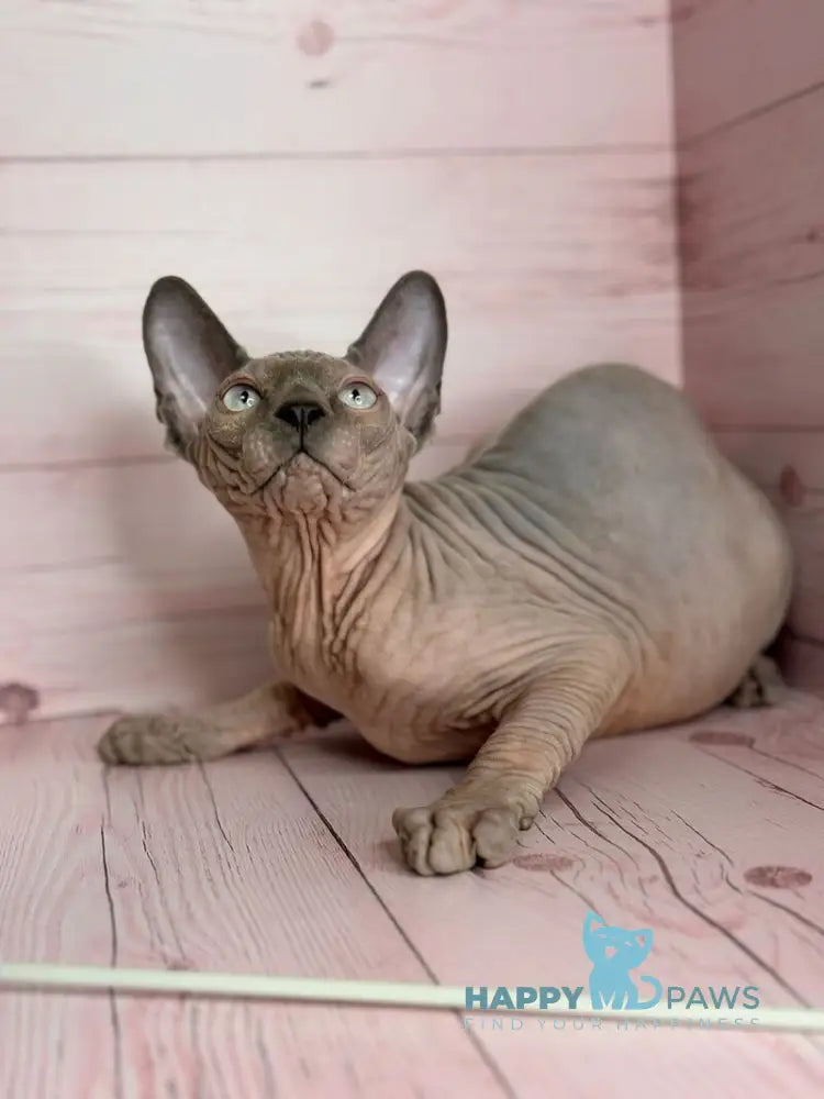 Aslan Canadian Sphynx male blue pointed live animals