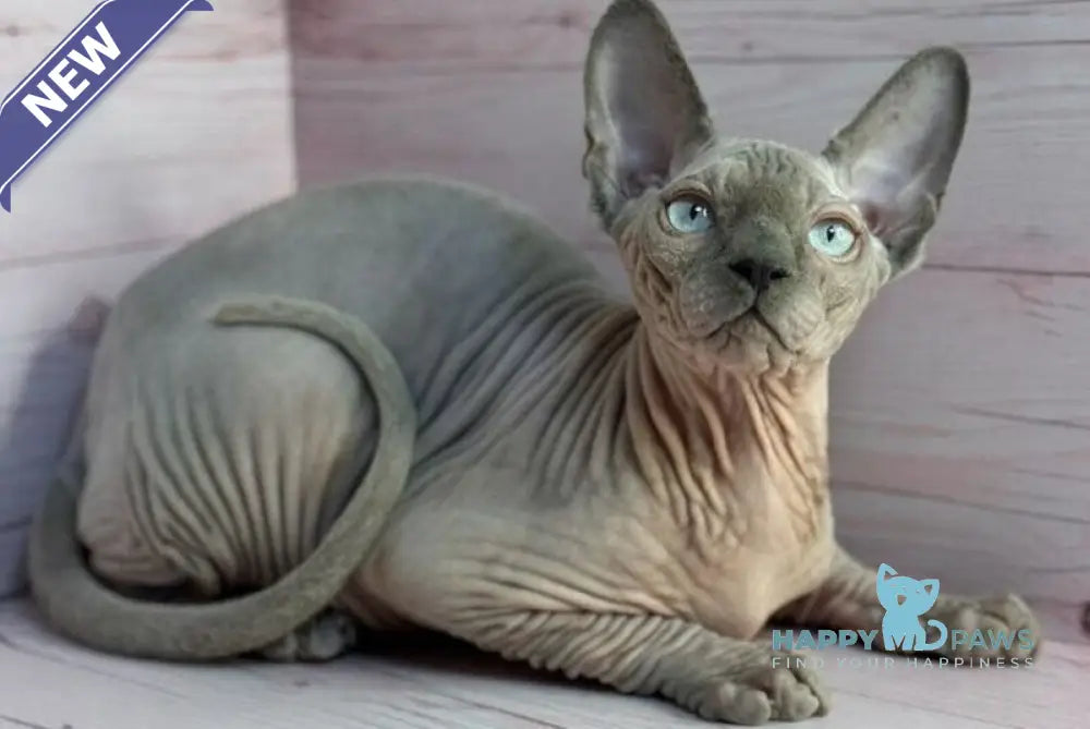 Aslan Canadian Sphynx male blue pointed live animals