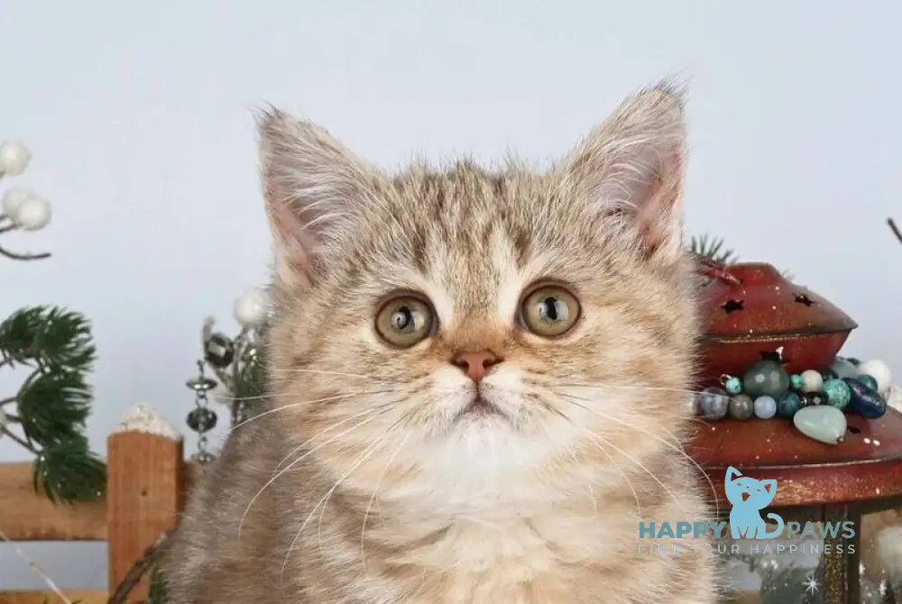 Asol British Shorthair female chocolate golden tabby live animals