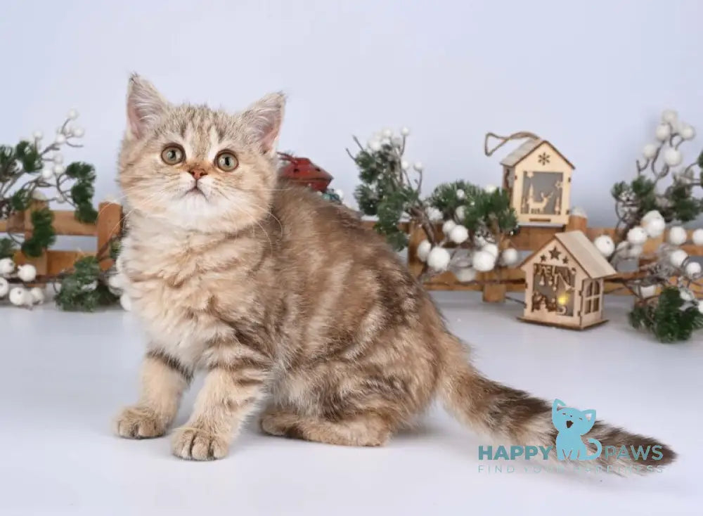 Asol British Shorthair female chocolate golden tabby live animals