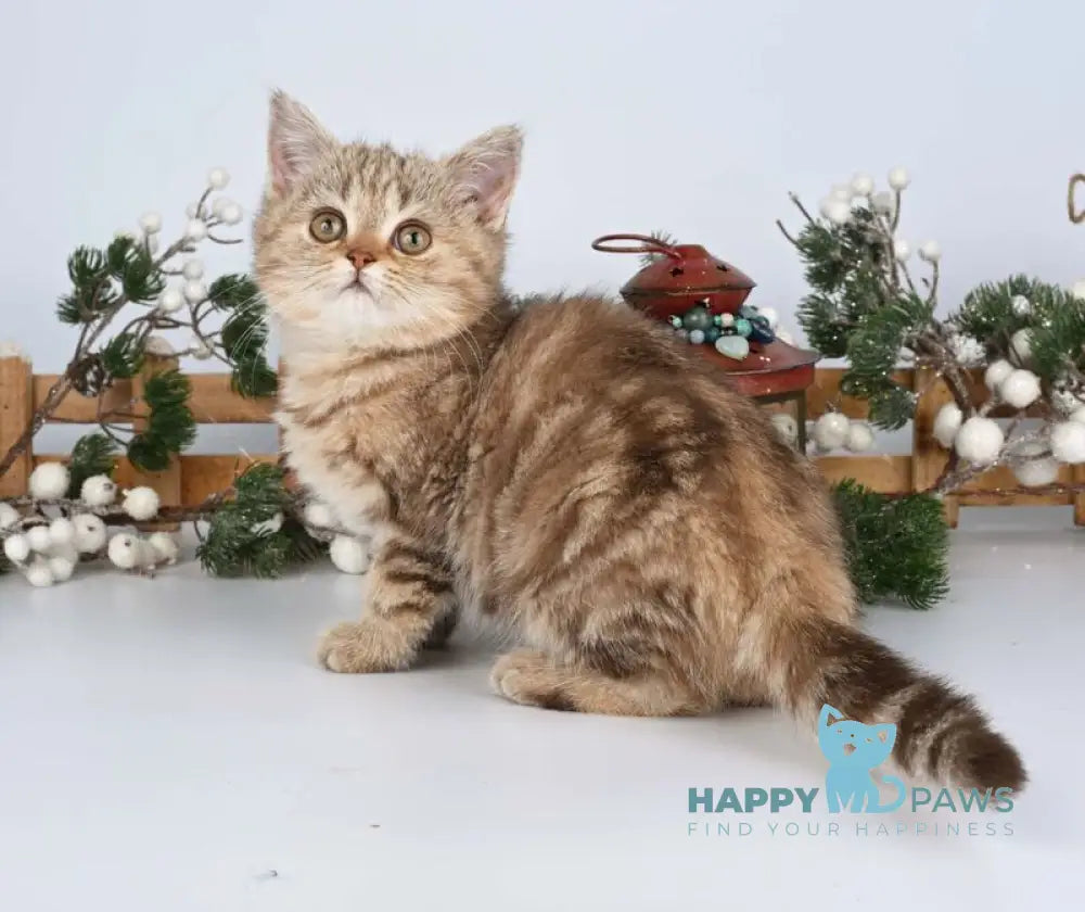 Asol British Shorthair female chocolate golden tabby live animals