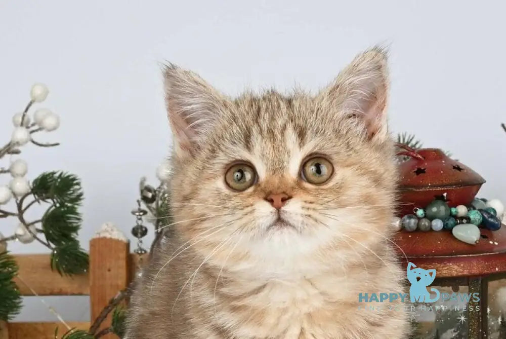 Asol British Shorthair female chocolate golden tabby live animals