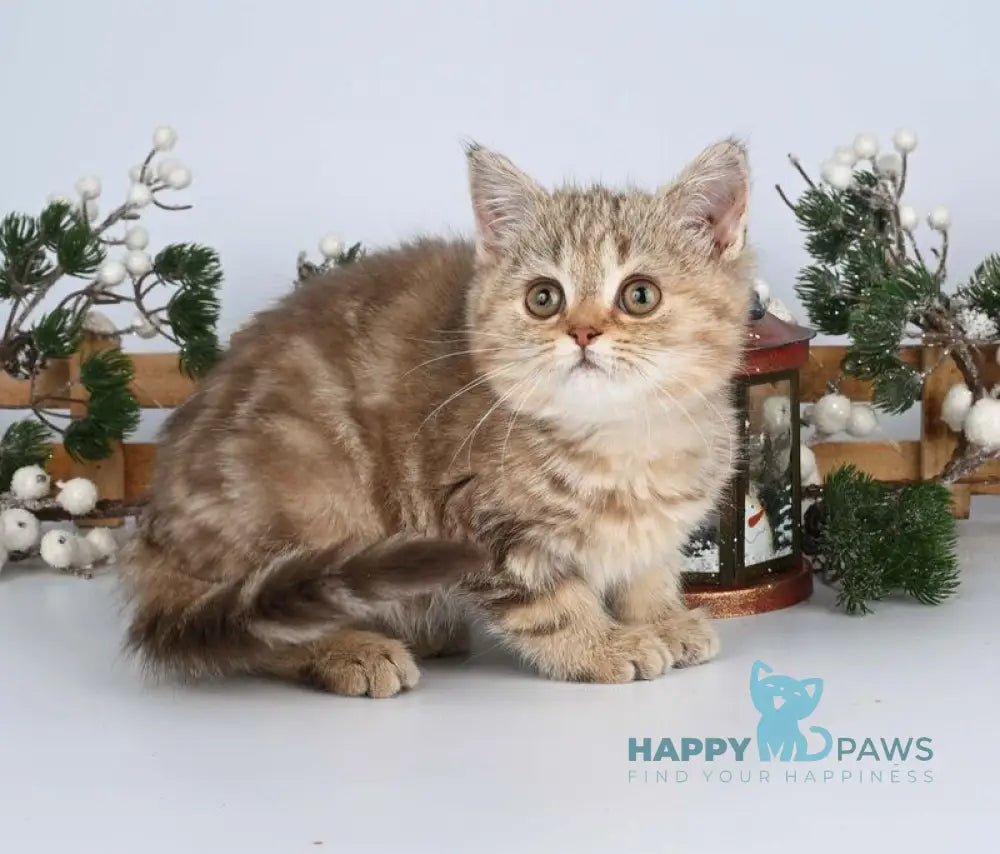 Asol British Shorthair female chocolate golden tabby live animals