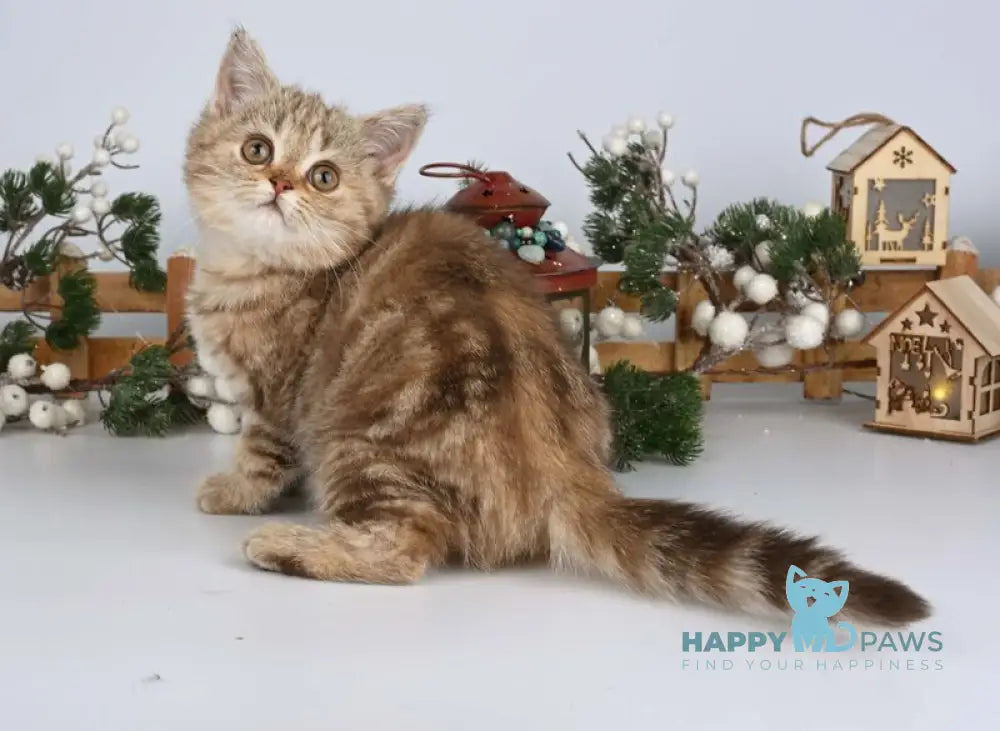 Asol British Shorthair female chocolate golden tabby live animals