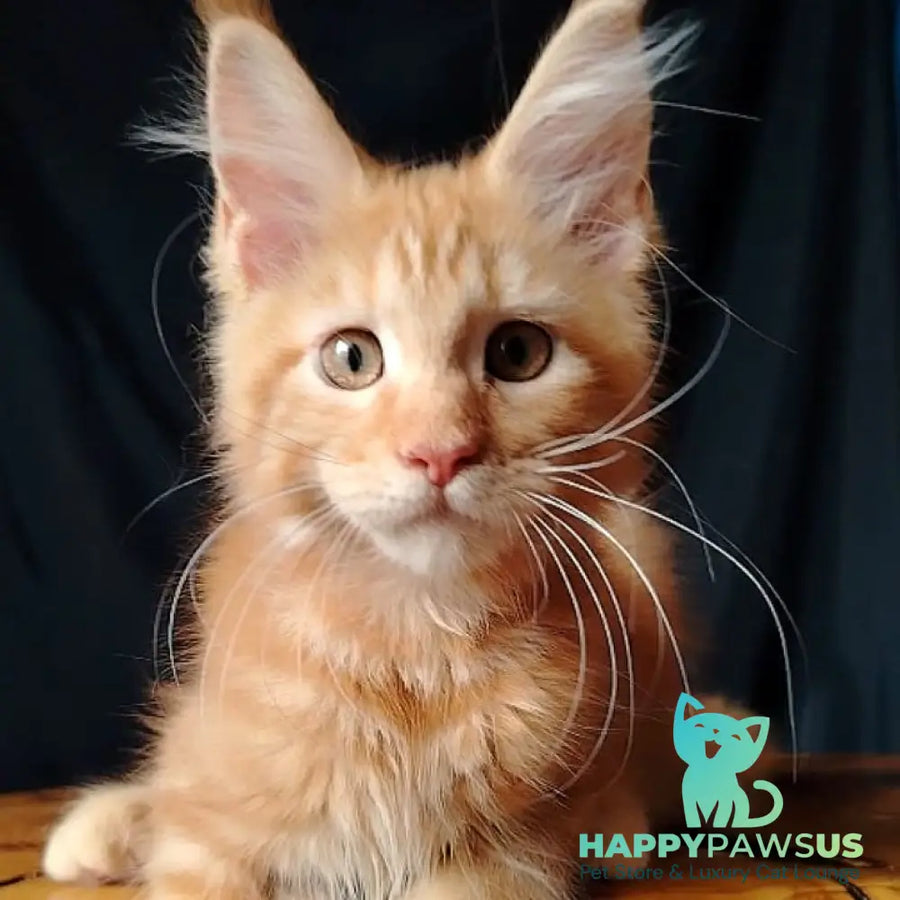 Asol Maine Coon female red - live animals