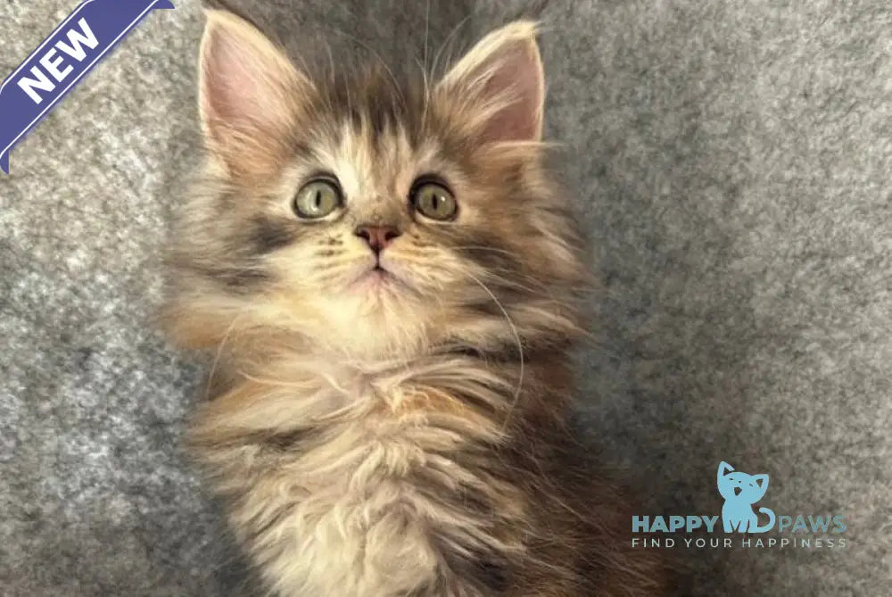Asol Maine Coon polydactyl female black golden tabby - live animals