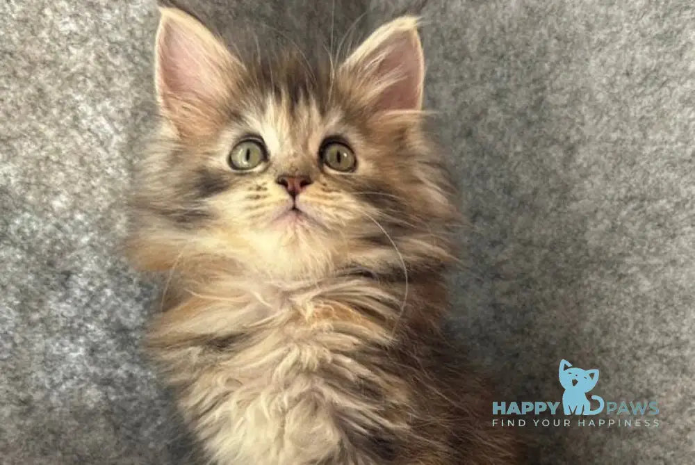 Asol Maine Coon polydactyl female black golden tabby - live animals