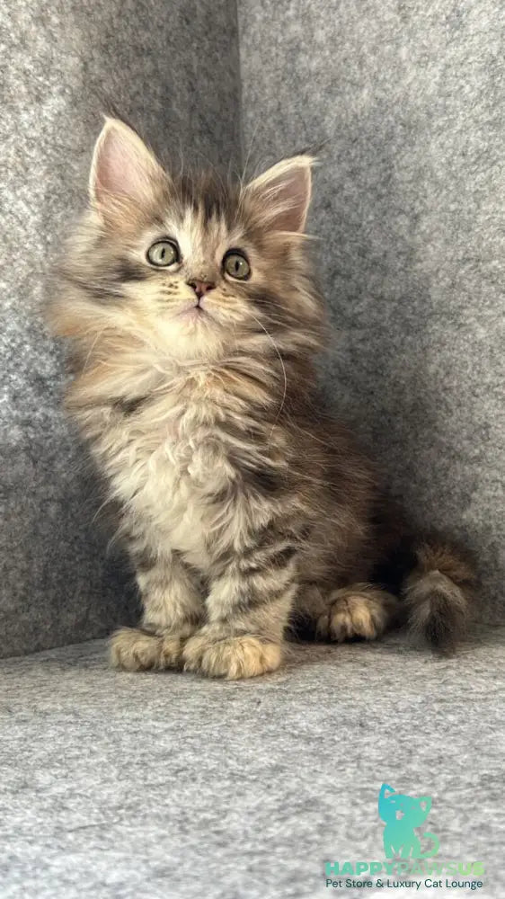 Asol Maine Coon polydactyl female black golden tabby - live animals