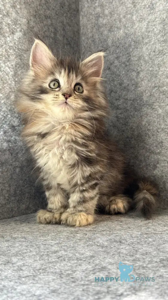 Asol Maine Coon polydactyl female black golden tabby - live animals