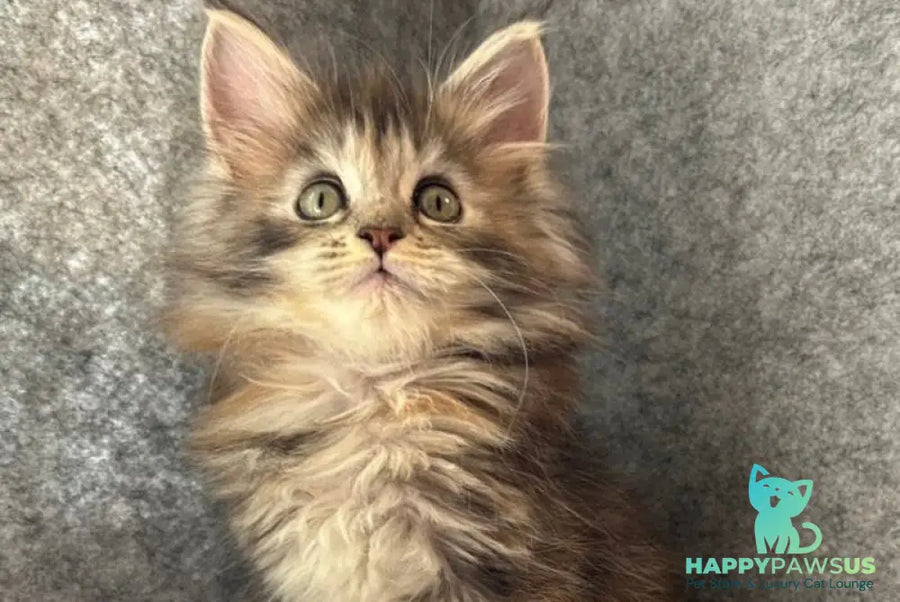 Asol Maine Coon polydactyl female black golden tabby - live animals