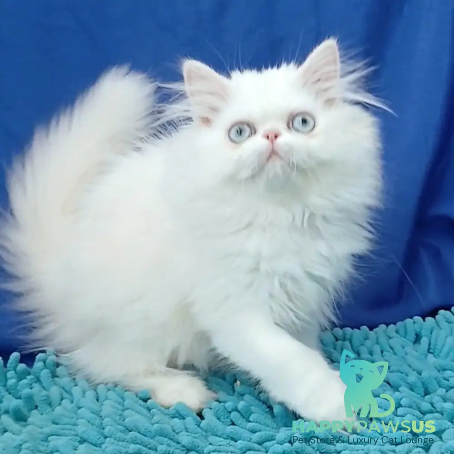 Asol Persian female white - live animals