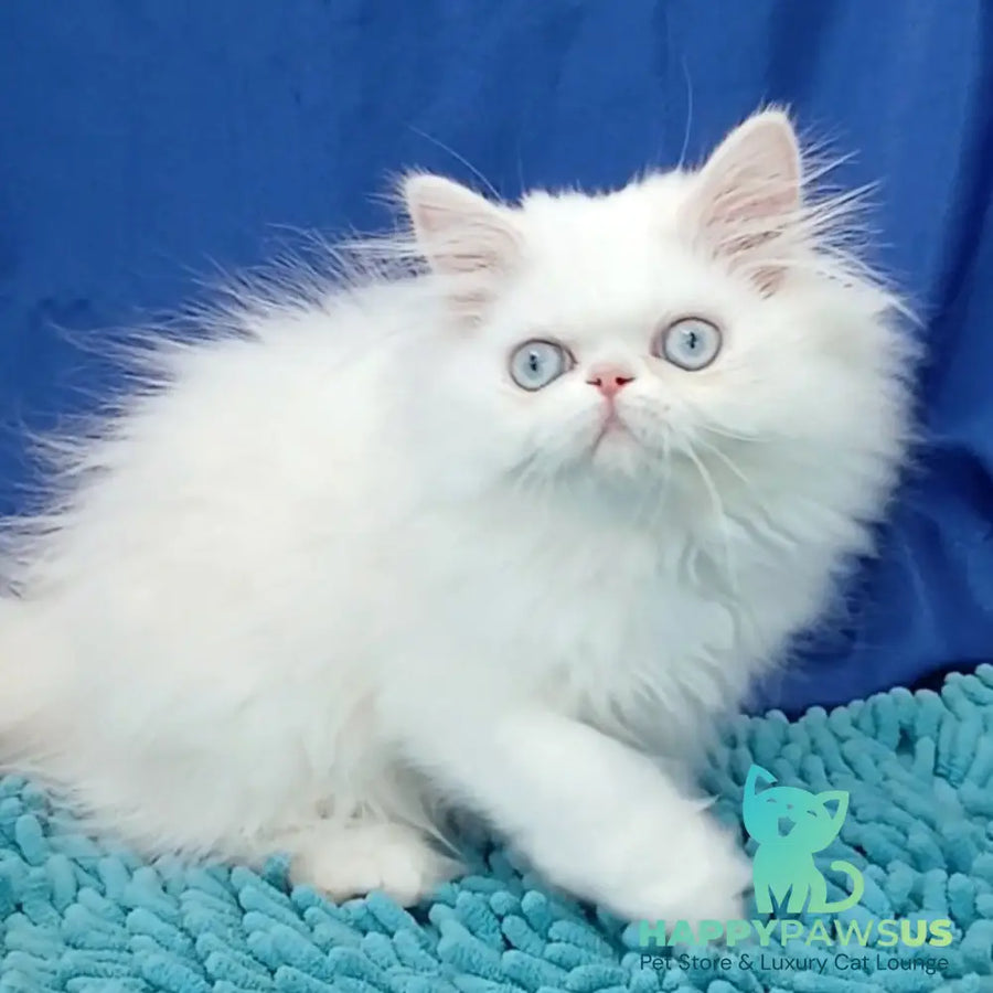 Asol Persian female white - live animals