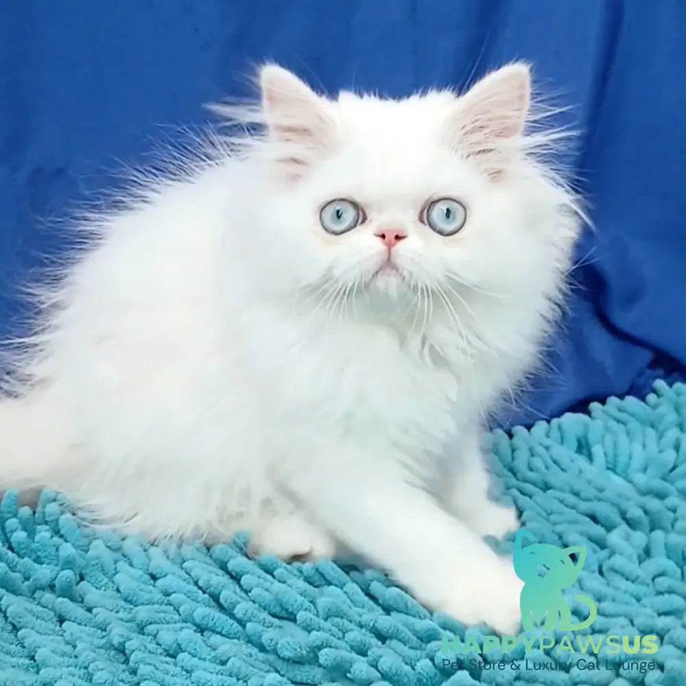 Asol Persian female white - live animals